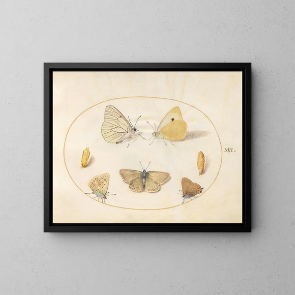 Planche 16: Papillons noir veiné, jaune nuageux, noir à queue, argus géranium et bleu commun avec deux chrysalides - Joris Hoefnagel — gerahmtes Bild an der Wand