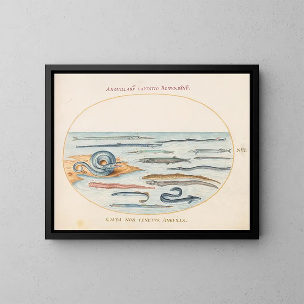 Planche 16 Anguilles, poissons-pipes et poissons-aiguilles - Joris Hoefnagel — gerahmtes Bild an der Wand