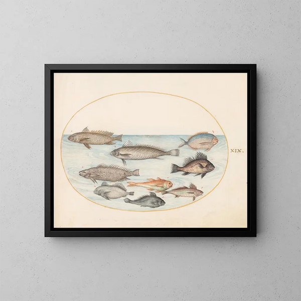 Platinen-Gemälde 19 Ein Doktorfisch und andere Fische, einschließlich zweier Korallenfische - Joris Hoefnagel — gerahmtes Bild an der Wand