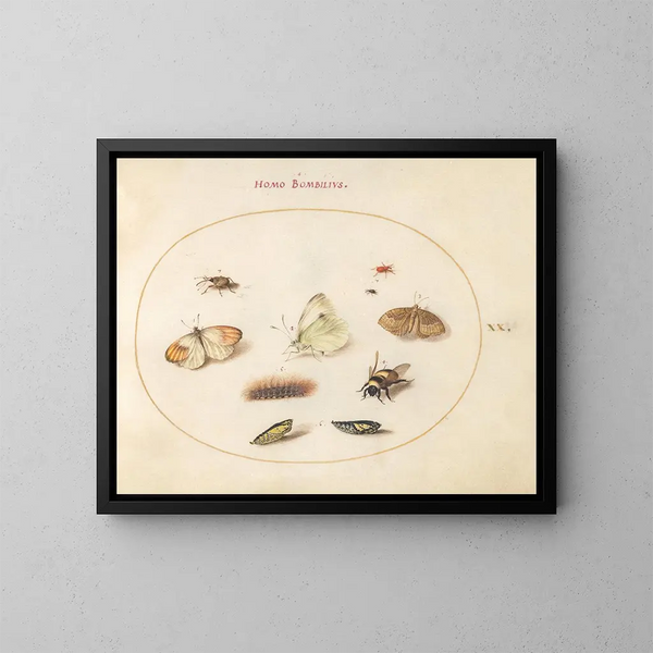 Planche 20: Drei Schmetterlinge, eine Raupe, eine Biene, zwei Chrysaliden und drei Käfer - Joris Hoefnagel — gerahmtes Bild an der Wand