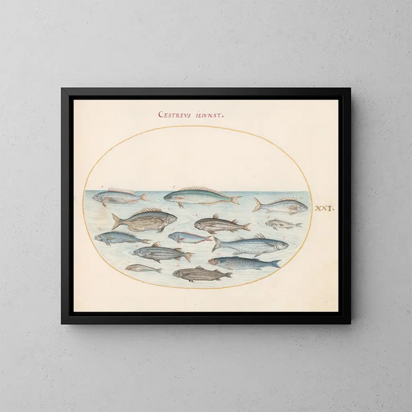 Planche 21: Morue et autres poissons - Joris Hoefnagel — gerahmtes Bild an der Wand