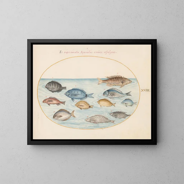 Planche 23: Dorade et autres poissons - Joris Hoefnagel — gerahmtes Bild an der Wand
