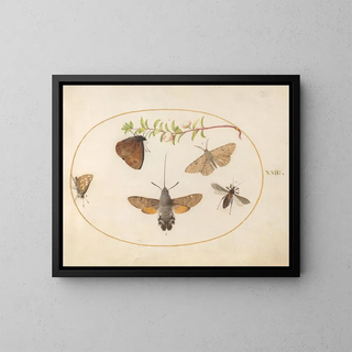 Joris Hoefnagel - Plate 23 Hummingbird Hawk Moth Butterflies and Other Insects around a Snowberry Sprig.webp