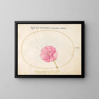 Joris Hoefnagel - Plate 24 Pink Rose.webp