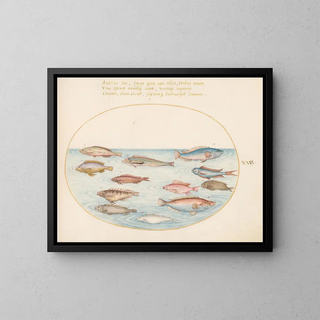 Joris Hoefnagel - Plate 25 Mediterranean Rainbow Wrasse Other Wrasse a Swallowtail Sea Perch Several Anthiae and Other Fish.webp