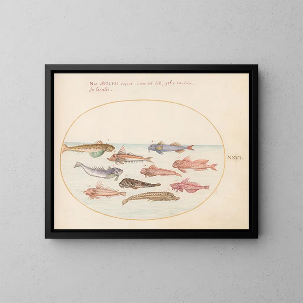 Planche 26: Drachen von Gurnard und andere Fische - Joris Hoefnagel — gerahmtes Bild an der Wand
