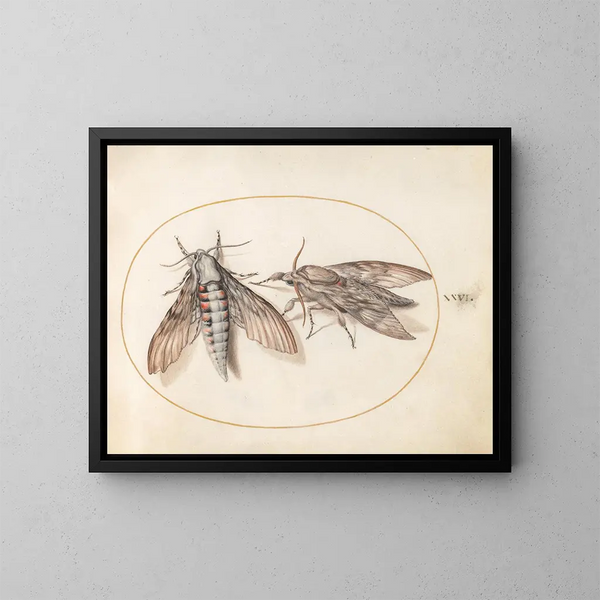 Platine 26 Zwei Sphinxe - Joris Hoefnagel — gerahmtes Bild an der Wand