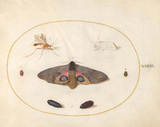 Joris Hoefnagel - Plate 27 An Eyed HawkMoth Two Chyrsalides and Other Insects.webp
