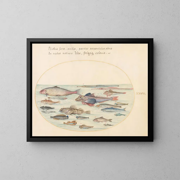 Planche 27: Blennies, Skorpionfische und andere Fische - Joris Hoefnagel — gerahmtes Bild an der Wand