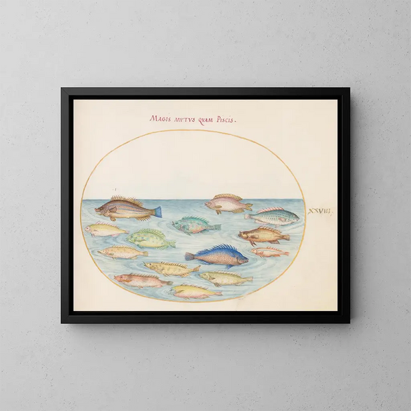 Platine 28: Dorade und andere Fische - Joris Hoefnagel — gerahmtes Bild an der Wand