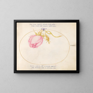 Joris Hoefnagel - Plate 29 Pink Rose and Rosebud.webp