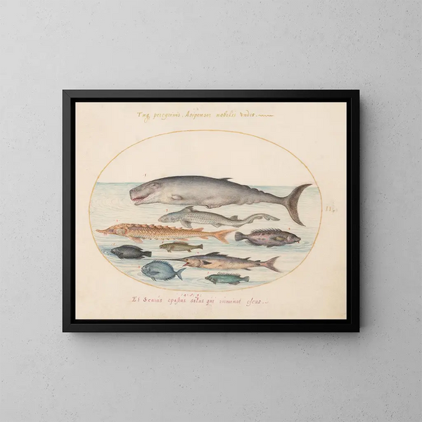Planche 2: Cachalot, esturgeon, requin et autres poissons - Joris Hoefnagel — gerahmtes Bild an der Wand