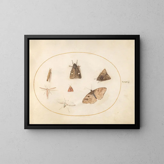 Joris Hoefnagel - Plate 30 Seven Moths.webp