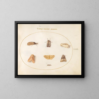 Joris Hoefnagel - Plate 31 Seven Moths.webp