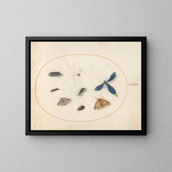Planche 34 Zwei Nachtfalter mit einer Spinne, einer Raupe, einer Libelle und anderen Insekten - Joris Hoefnagel — gerahmtes Bild an der Wand