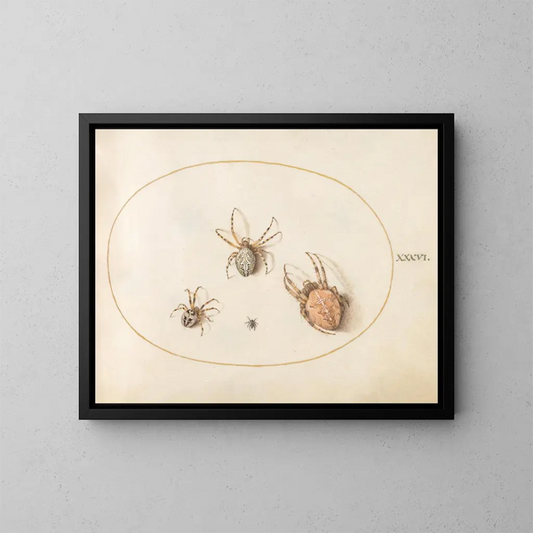 Planche 36 Drei große Spinnen und eine kleine Spinne - Joris Hoefnagel — gerahmtes Bild an der Wand