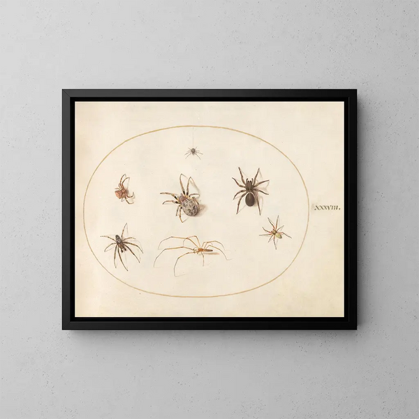 Platine 38 Sept Spinnen - Joris Hoefnagel — gerahmtes Bild an der Wand
