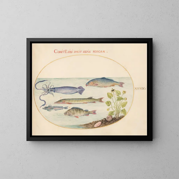 Planche 39: Calmar, Gurnard, Brochet und andere Fische - Joris Hoefnagel — gerahmtes Bild an der Wand