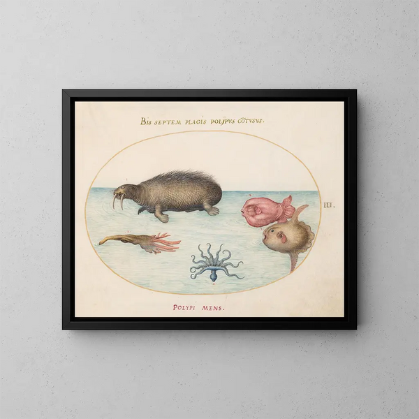 Planche 3: Ein Mors, ein Oktopus mit neun Beinen und ein Mondfisch - Joris Hoefnagel — gerahmtes Bild an der Wand