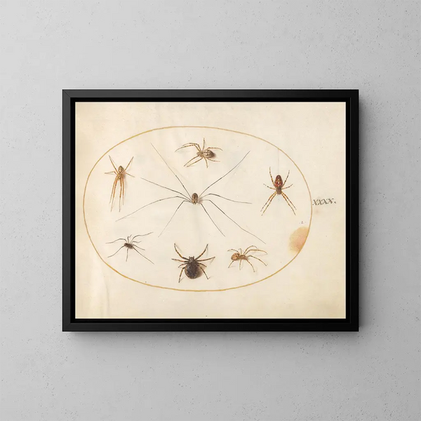 Platinen-Gemälde 40 Huit Spinnen, einschließlich einer gekreuzten Spinne mit einem Eierbeutel - Joris Hoefnagel — gerahmtes Bild an der Wand