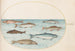 Planche 40 Lachs, Forelle und Süßwasserfische - Joris Hoefnagel — Ansicht des Kunstwerks