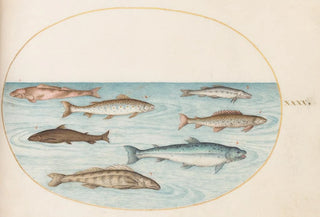 Joris Hoefnagel - Plate 40 Salmon Trout and Freshwater Fish.webp
