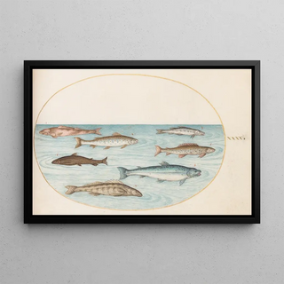 Joris Hoefnagel - Plate 40 Salmon Trout and Freshwater Fish.webp
