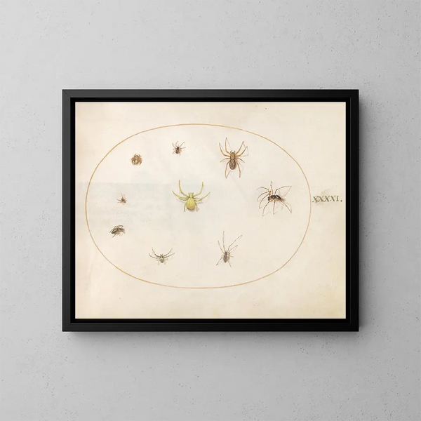 Platte 41 Gelbe Spinne umgeben von acht Spinnen - Joris Hoefnagel — gerahmtes Bild an der Wand