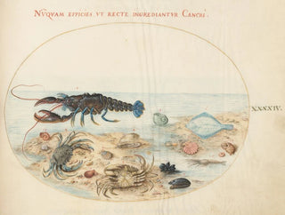 Joris Hoefnagel - Plate 44 Lobster Two Crabs Scallop Shells and Other Sea Life.webp