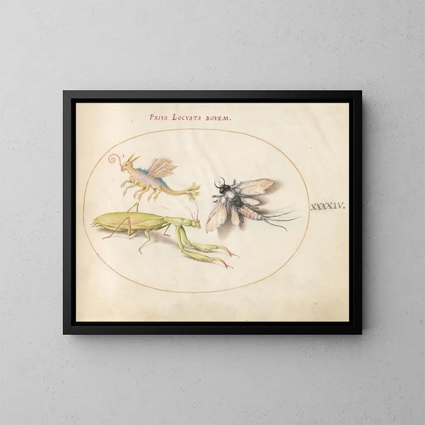 Platine 44 Mante, Éphémère und ein fiktiver Heuschrecke - Joris Hoefnagel — gerahmtes Bild an der Wand