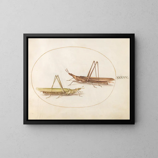 Joris Hoefnagel - Plate 45 Two LongHeaded Grasshoppers.webp