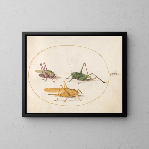 Platine 46 Drei Heuschrecken - Joris Hoefnagel — gerahmtes Bild an der Wand