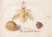 Planche 50 Una mantella parziale con conchiglie di lumaca - Joris Hoefnagel — vista dell’opera