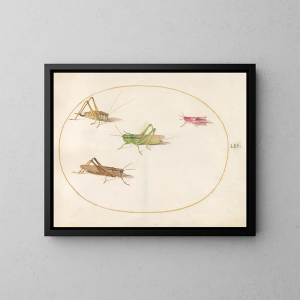 Platine 52 Vier Heuschrecken - Joris Hoefnagel — gerahmtes Bild an der Wand
