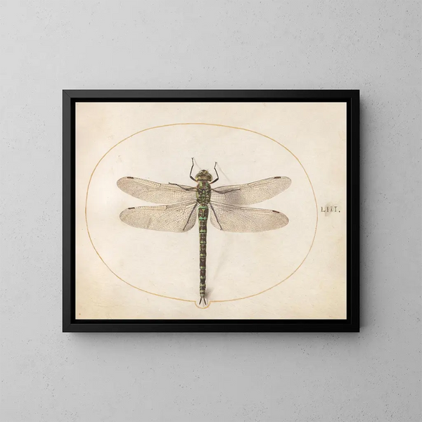 Pflanze 53 Südliche Libelle - Joris Hoefnagel — gerahmtes Bild an der Wand