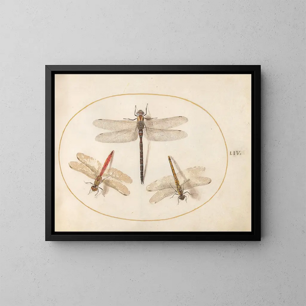 Platinen-Kunstdruck 54 Libellule velue und zwei Agrionen - Joris Hoefnagel — gerahmtes Bild an der Wand