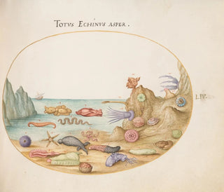 Joris Hoefnagel - Plate 54 Sea Cucumbers Sea Urchins Starfish a Sea Nettle a Sea Hare and Other Marine Life.webp