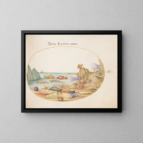 Planches 54: Meeresgurken, Seeigel, Seesterne, Qualle, Meereshase und andere Meereslebewesen - Joris Hoefnagel — gerahmtes Bild an der Wand