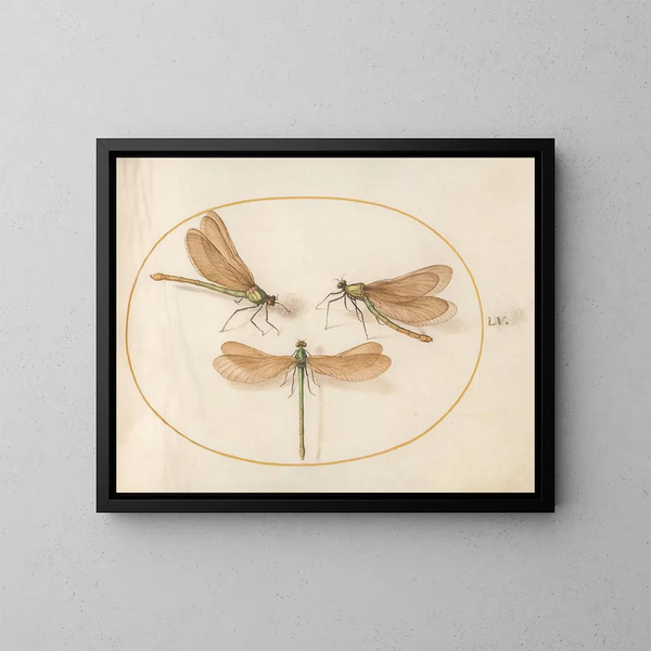 Plaque 55 Drei grüne Mädchen mit braunen Flügeln - Joris Hoefnagel — gerahmtes Bild an der Wand