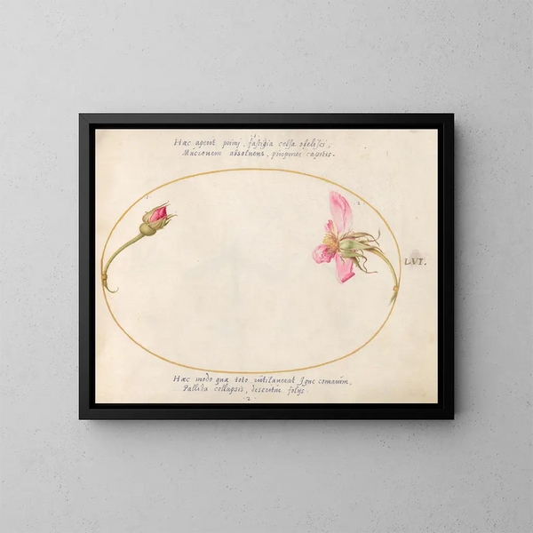 Pflanze 56 Eine Knospe und eine verwesende Rose in Rosa - Joris Hoefnagel — gerahmtes Bild an der Wand
