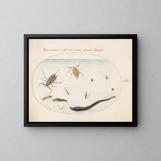 Joris Hoefnagel - Plate 56 Water Scorpion Water Measurer Pond Skater Red Water Mite Leech and Other Water Insects.webp