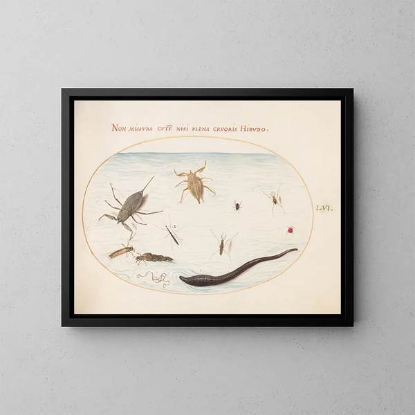 Planches 56: Wasser-Skorpion, Wasserzähler, Teichläufer, Roter Milbe, Blutegel und andere Wasserinsekten - Joris Hoefnagel — gerahmtes Bild an der Wand