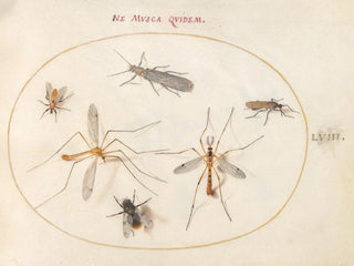 Joris Hoefnagel - Plate 58 A Bee and Five Other Insects.webp