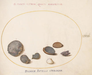 Platino 58 Conchiglie, inclusa l'abalone - Joris Hoefnagel — vista dell’opera