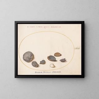 Platino 58 Conchiglie, inclusa l'abalone - Joris Hoefnagel — quadro incorniciato alla parete