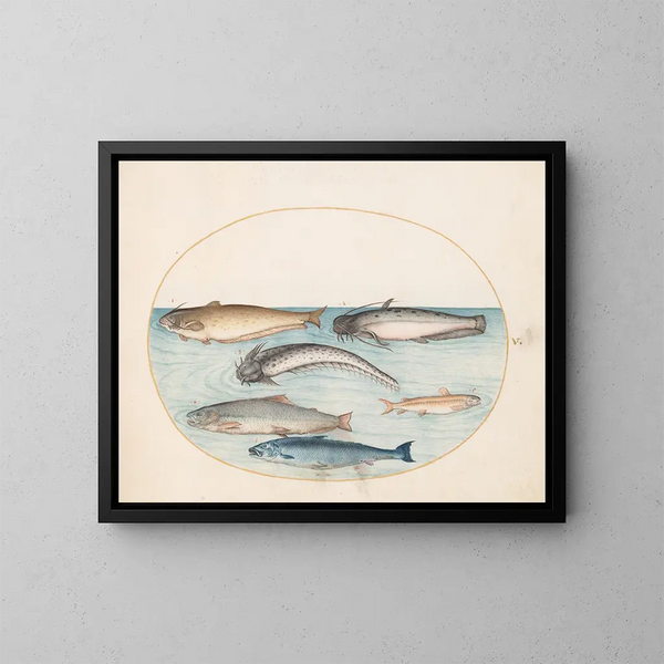 Planche 5 Drei Welse, ein Lachs und zwei andere Fische - Joris Hoefnagel — gerahmtes Bild an der Wand