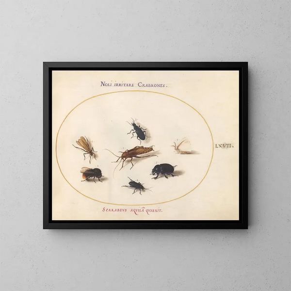 Platinen-Gemälde 67 Sept Insekten, darunter ein weißer Schmetterling und eine Biene - Joris Hoefnagel — gerahmtes Bild an der Wand