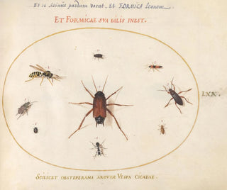 Joris Hoefnagel - Plate 70 A Roach Surrounded by Insects.webp