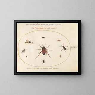 Joris Hoefnagel - Plate 70 A Roach Surrounded by Insects.webp