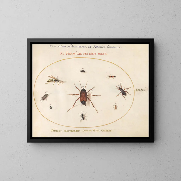 Planche 70: Ein Rotfeder umgeben von Insekten - Joris Hoefnagel — gerahmtes Bild an der Wand